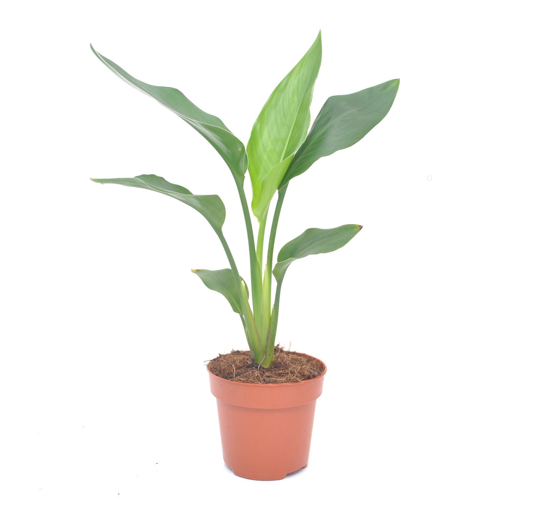 Strelitzia nicolai - Root Houseplants