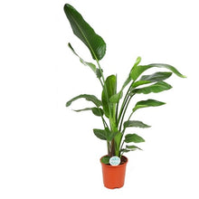 Load image into Gallery viewer, Strelitzia nicolai - Root Houseplants
