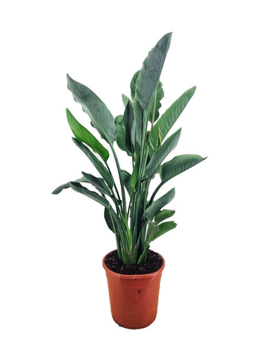 Strelitzia reginae - Root Houseplants