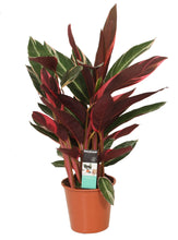 Load image into Gallery viewer, Stromanthe thalia &#39;Triostar&#39; - Root Houseplants
