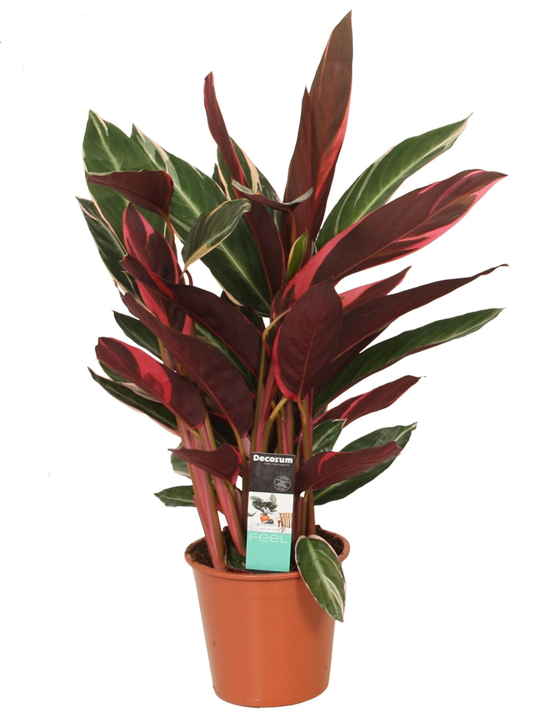 Stromanthe thalia 'Triostar' - Root Houseplants
