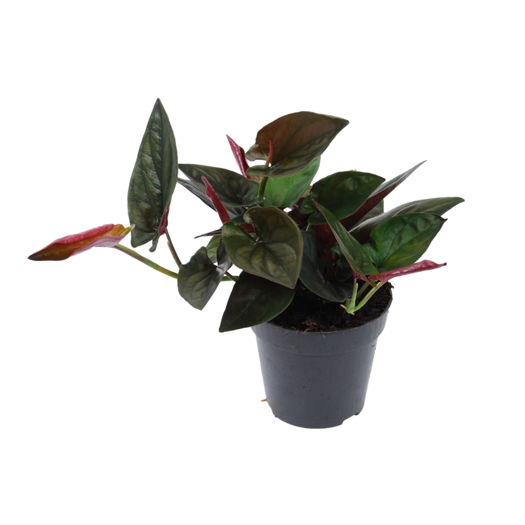 Syngonium erythrophyllum 'Red Arrow' - Root Houseplants
