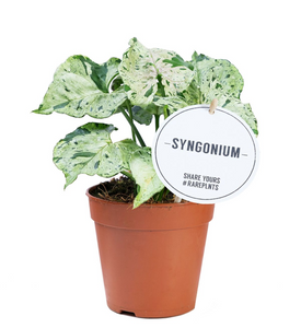 Syngonium 'Green Splash' - Root Houseplants
