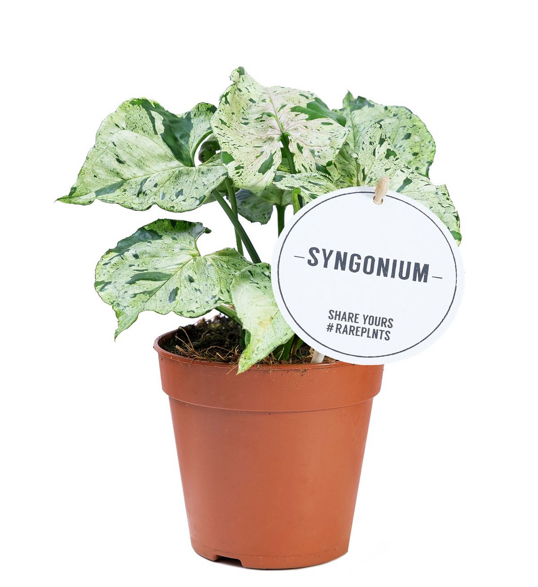 Syngonium 'Green Splash' - Root Houseplants