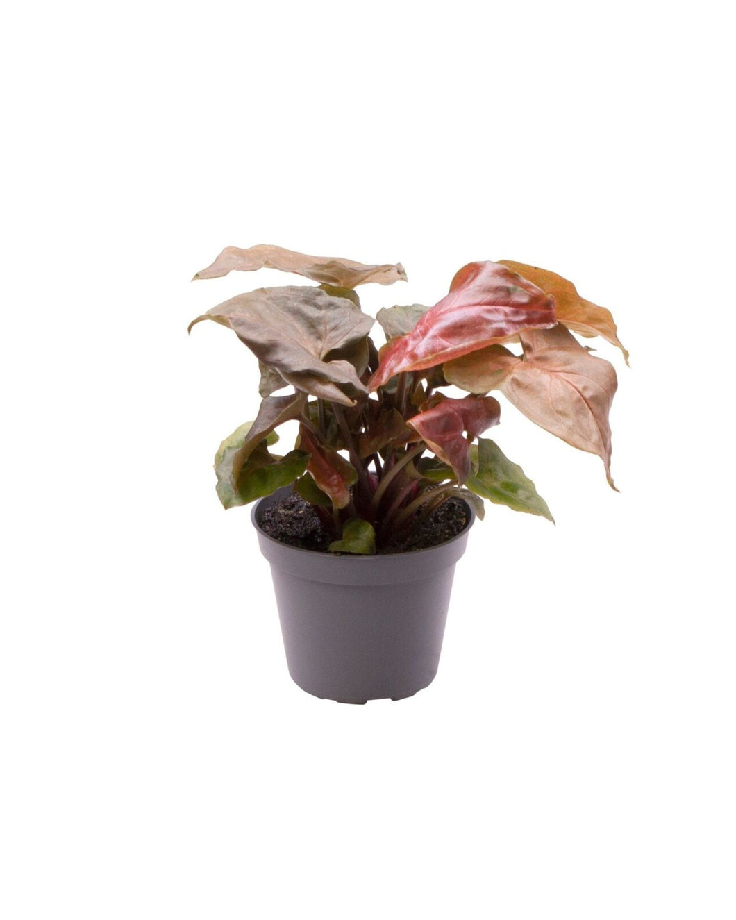 Syngonium 'Maria' - Root Houseplants
