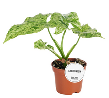 Lade das Bild in den Galerie-Viewer, Syngonium &#39;Mottled&#39; - Root Houseplants
