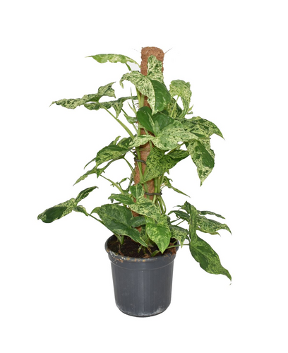 Syngonium 'Mottled' - Root Houseplants