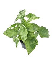 Lade das Bild in den Galerie-Viewer, Syngonium &#39;Mottled&#39; - Root Houseplants
