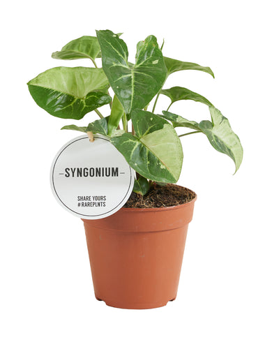 Syngonium panda - Root Houseplants