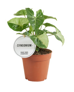 Syngonium panda - Root Houseplants