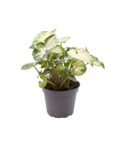 Syngonium 'Pixie' - Root Houseplants