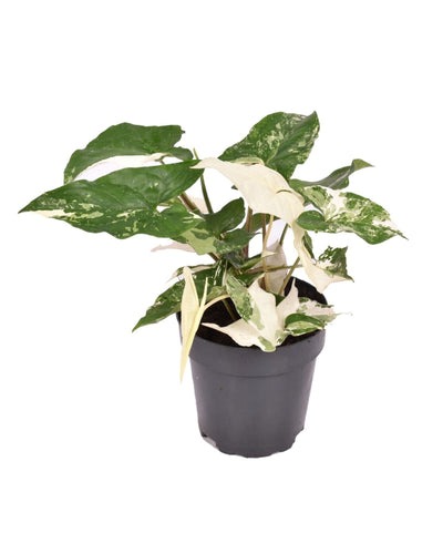 Syngonium podophyllum 'Albo Variegata' - Root Houseplants