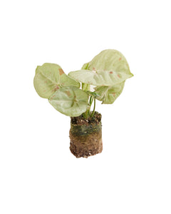 Syngonium podophyllum 'Milk Confetti' - Root Houseplants