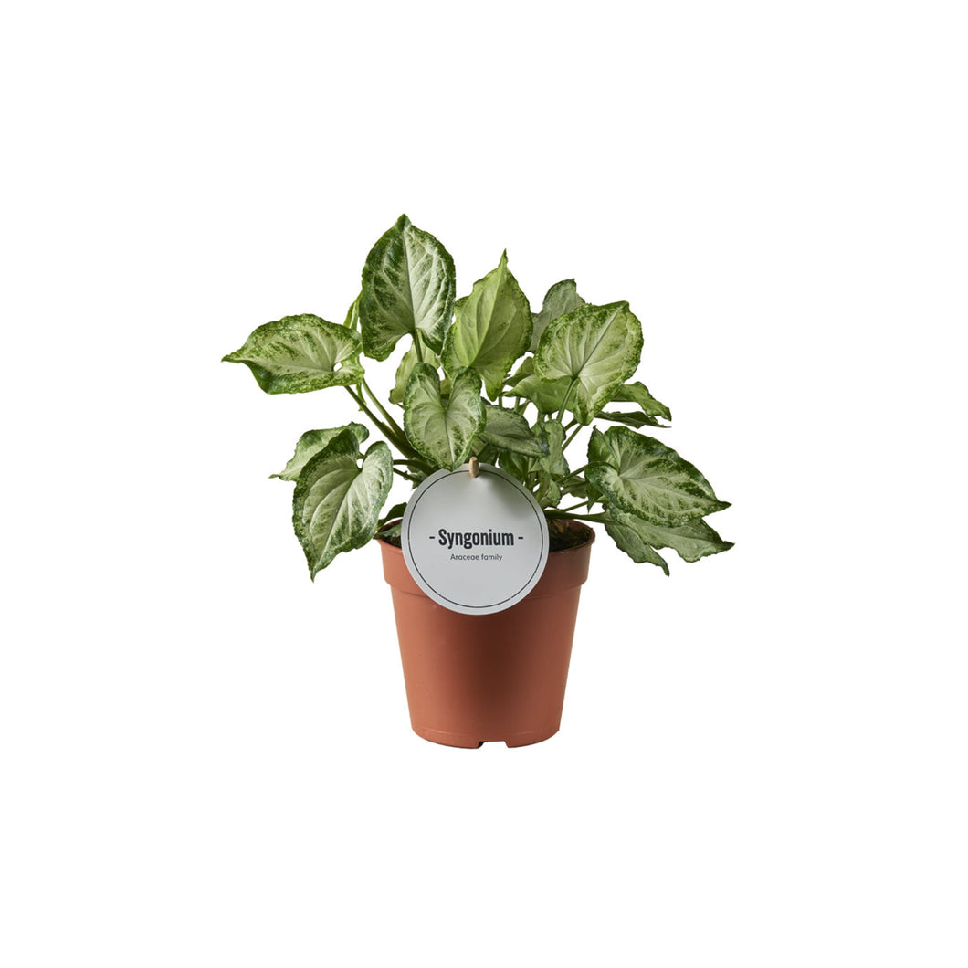 Syngonium podophyllum 'Mouse Ears' - Root Houseplants