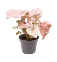 Charger l&#39;image dans la galerie, Syngonium podophyllum &#39;Neon Robusta&#39; - Root Houseplants
