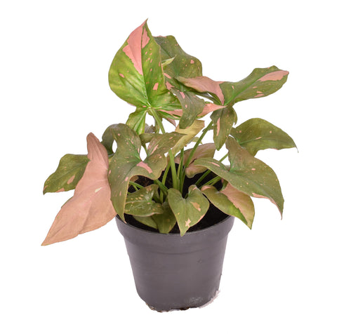 Syngonium podophyllum 'Pink Spot' - Root Houseplants