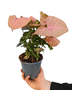 Syngonium podophyllum 'Red Heart' - Root Houseplants