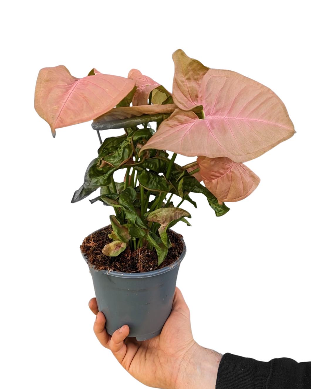 Syngonium podophyllum 'Red Heart' - Root Houseplants