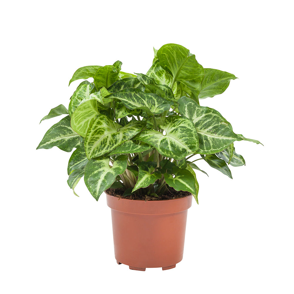 Syngonium podophyllum 'White butterfly' - Root Houseplants