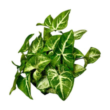 Lade das Bild in den Galerie-Viewer, Syngonium podophyllum &#39;White butterfly&#39; - Root Houseplants
