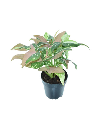 Syngonium 'Red Spot Tricolor' - Root Houseplants