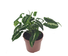 Charger l&#39;image dans la galerie, Syngonium wendlandii - Root Houseplants

