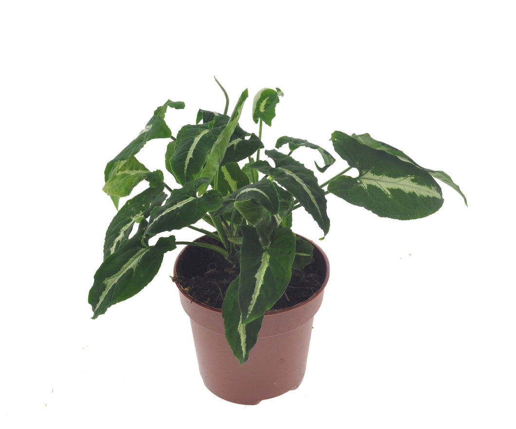 Syngonium wendlandii - Root Houseplants