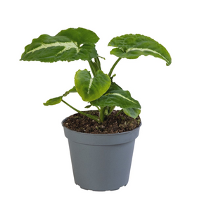Syngonium wendlandii - Root Houseplants