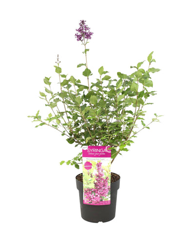 Syringa 'Bloomerang Dark Purple' ('Smsjbp7'PBR) - Root Houseplants