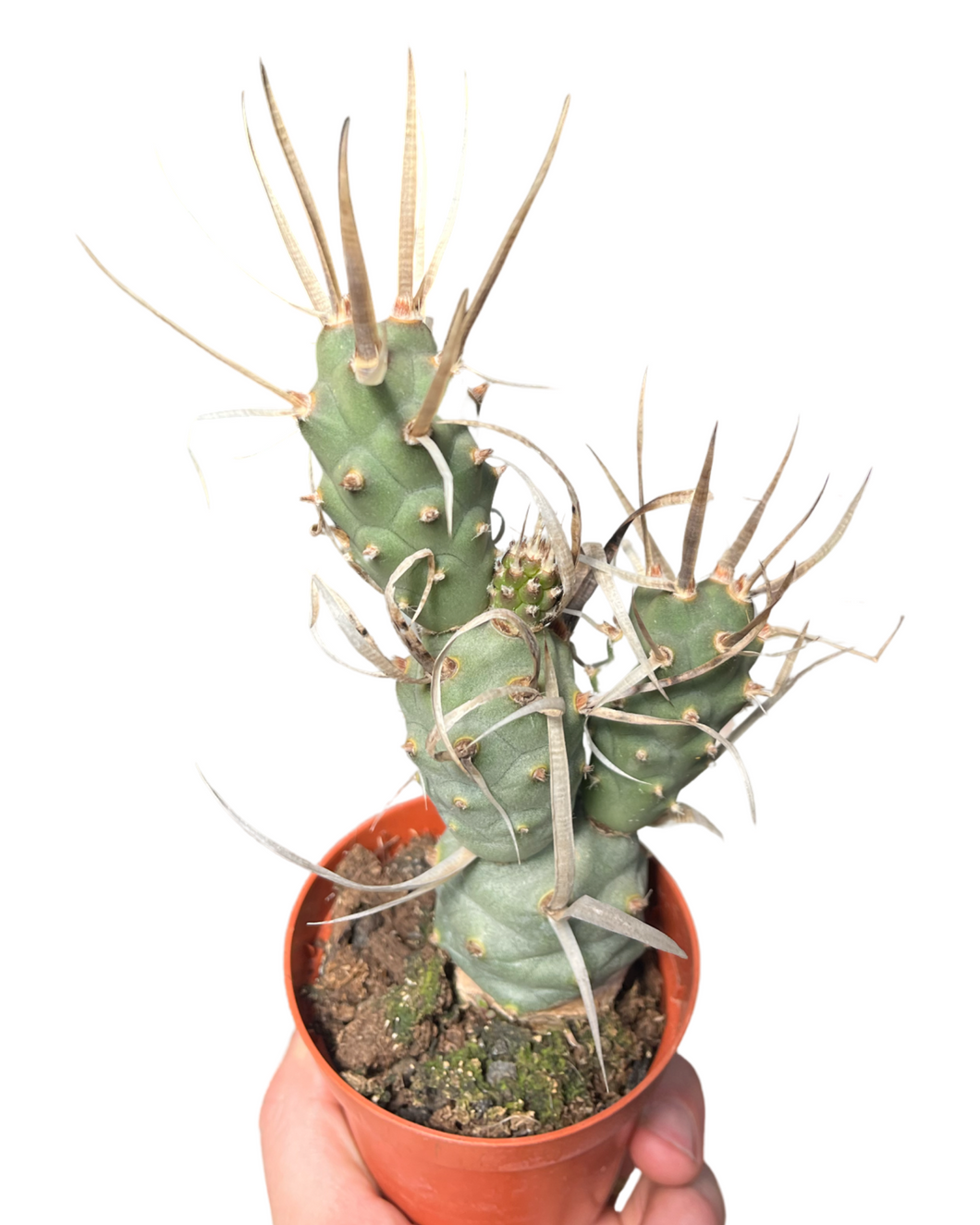 Tephrocactus articulatus var. papyracanthus - Root Houseplants