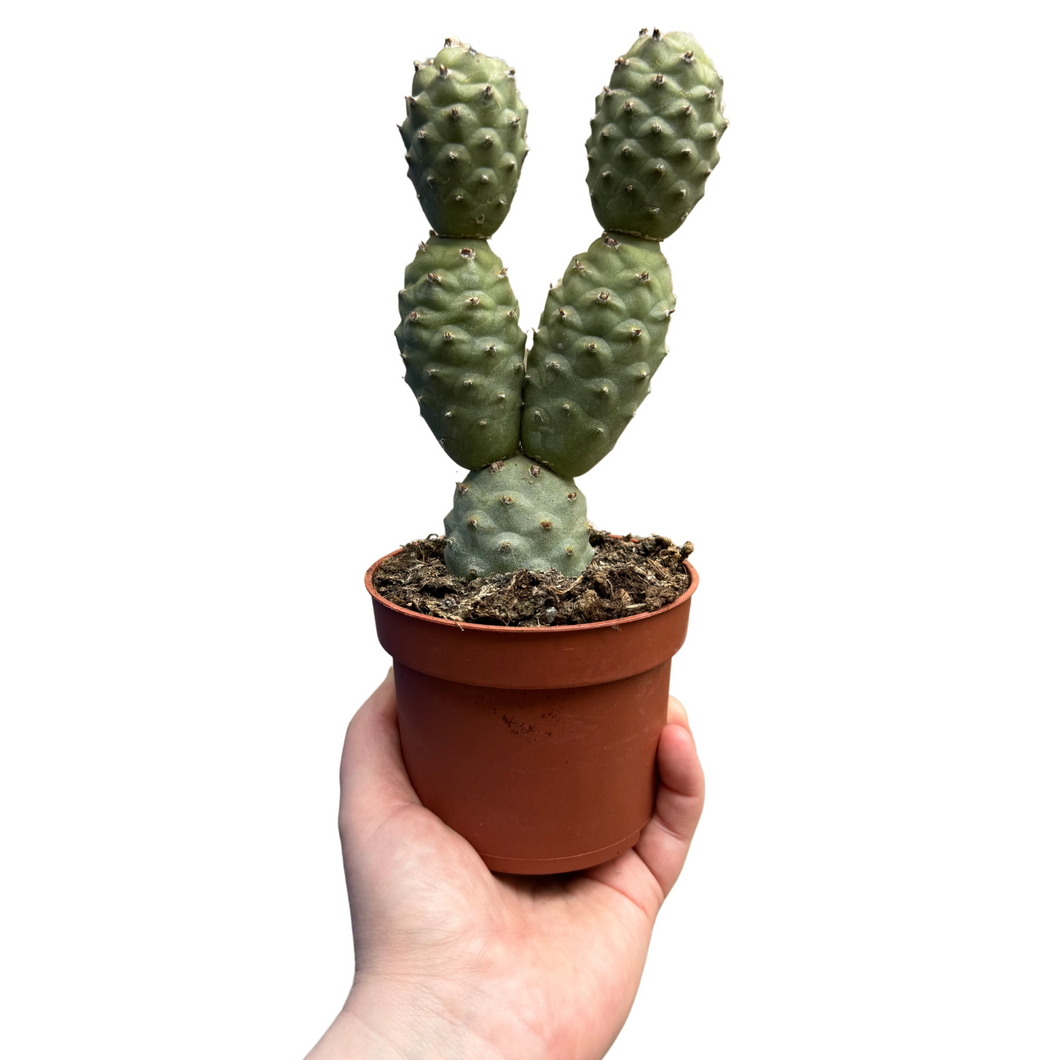 Tephrocactus articulatus var. strobiliformis - Root Houseplants