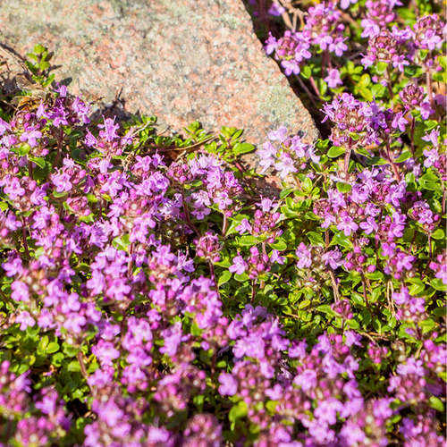 Thymus praecox 'Red Carpet' - Root Houseplants