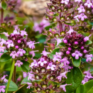Thymus serpyllum - Creeping Thyme - Root Houseplants