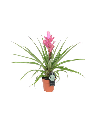 Tillandsia 'Antonio' - Root Houseplants