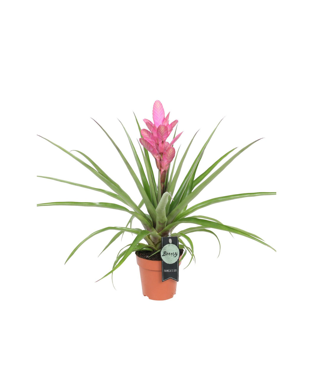 Tillandsia 'Antonio' - Root Houseplants