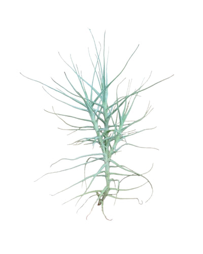 Tillandsia caerulea - Root Houseplants