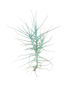 Tillandsia caerulea - Root Houseplants