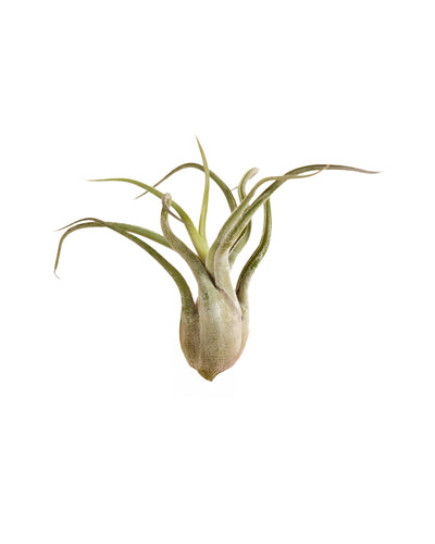 Tillandsia caput-medusae - Root Houseplants