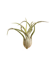 Tillandsia caput-medusae - Root Houseplants