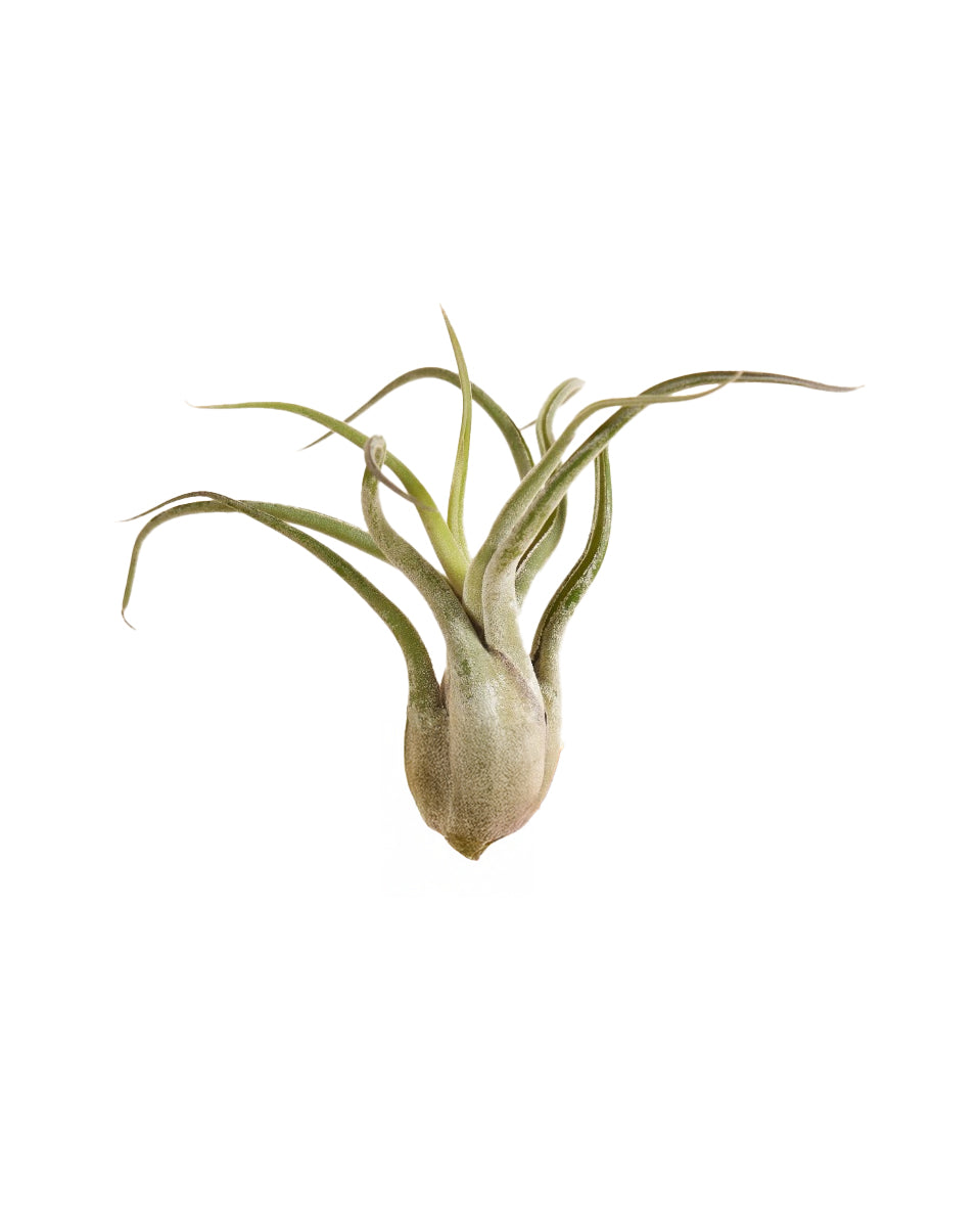 Tillandsia caput-medusae - Root Houseplants