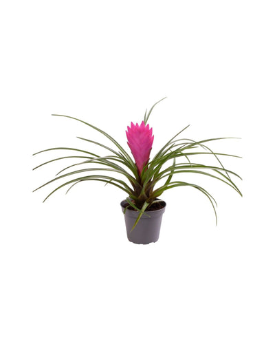 Tillandsia cyanea - Root Houseplants