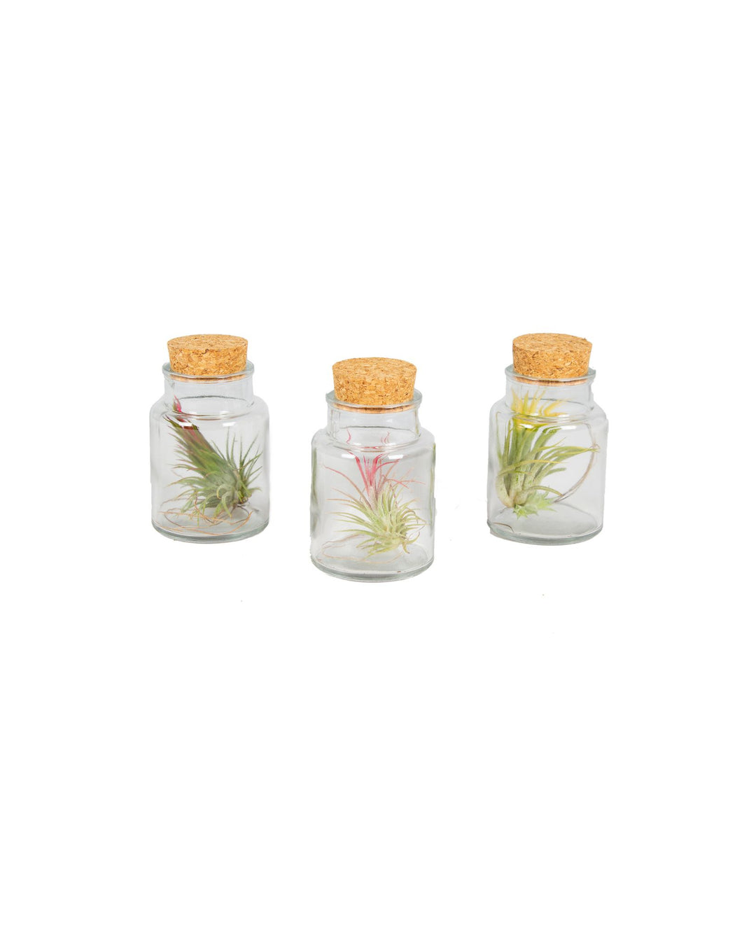 Tillandsia harrissi - Root Houseplants