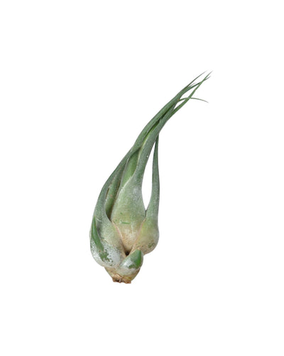 Tillandsia seleriana - Root Houseplants