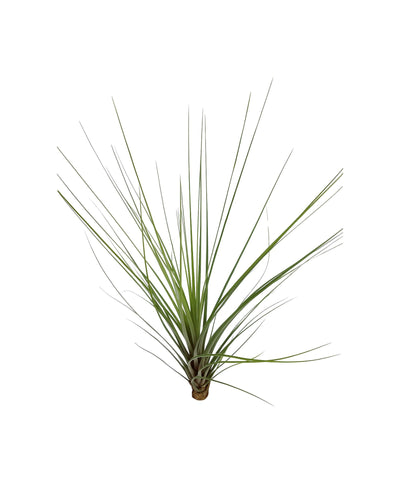 Tillandsia 'Spike' - Root Houseplants