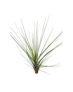 Tillandsia 'Spike' - Root Houseplants