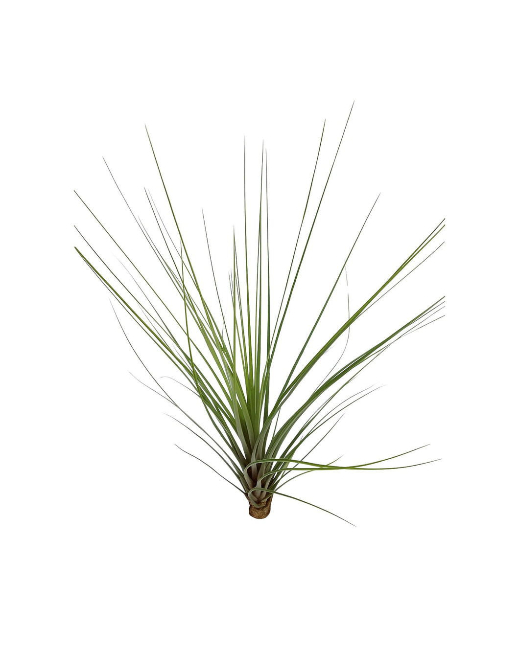Tillandsia 'Spike' - Root Houseplants
