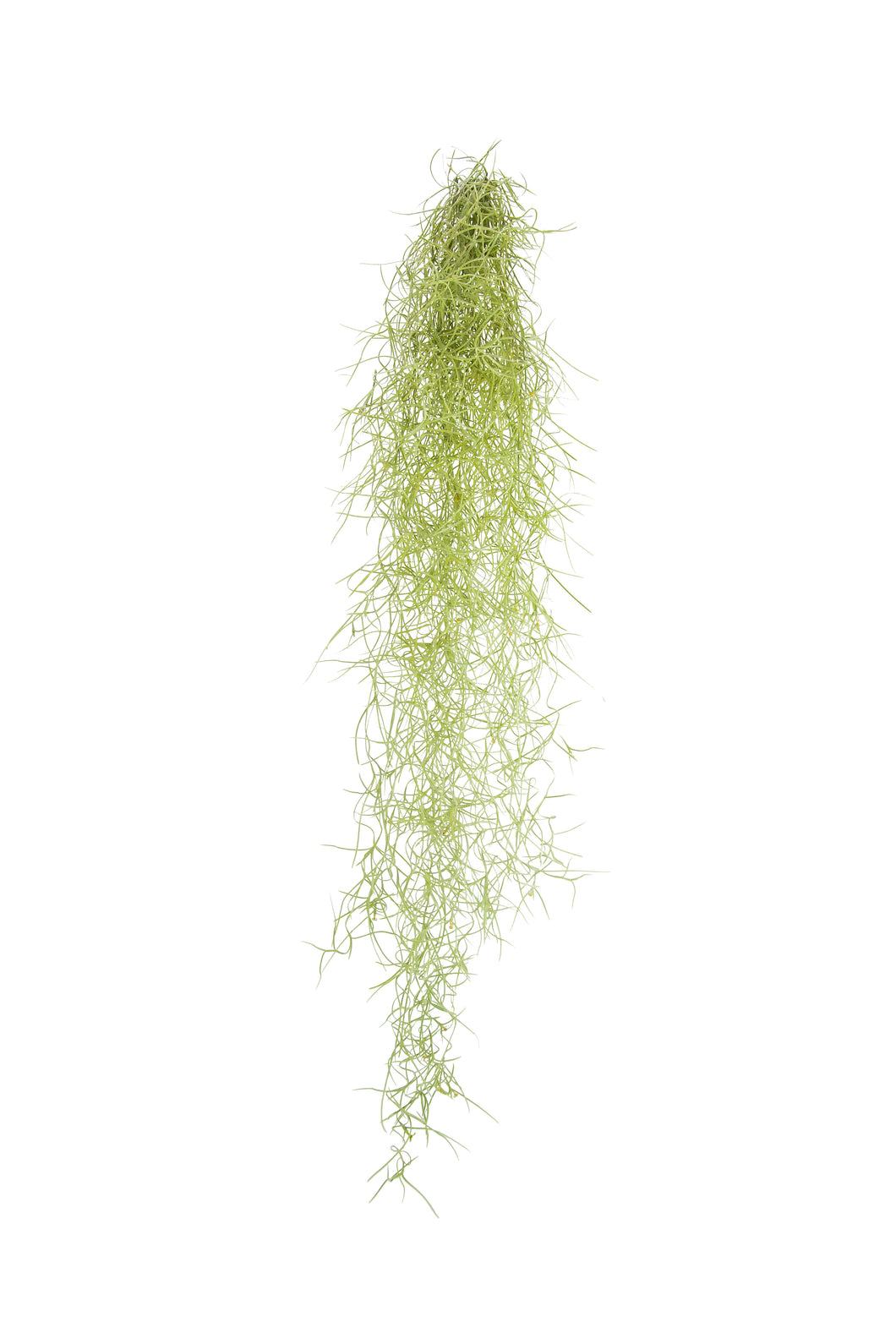 Tillandsia usneoides - Spanish Moss - Root Houseplants