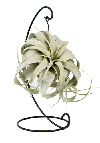 Tillandsia xerographica - Root Houseplants