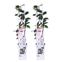 Load image into Gallery viewer, Trachelospermum asiaticum &#39;Pink Showers&#39; - Root Houseplants

