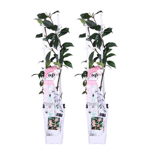 Trachelospermum asiaticum 'Pink Showers' - Root Houseplants